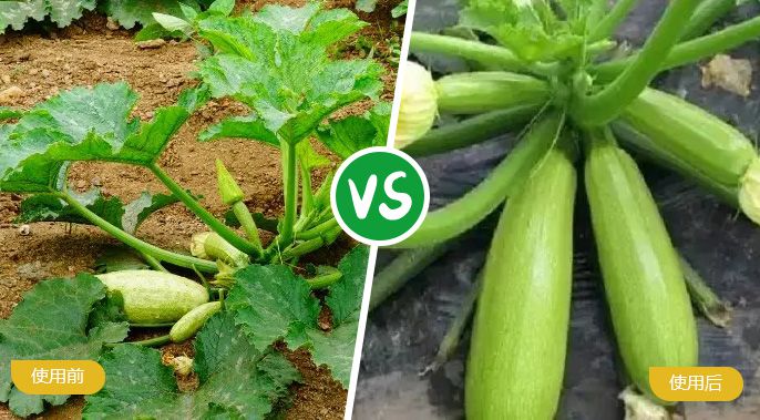 西葫芦施着色叶面肥后植株兴旺，，，，，果实饱满