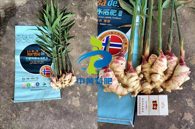 云南曲靖生姜迎来丰收,今年朱年迈莳植生姜用的什么水溶肥产量这么高