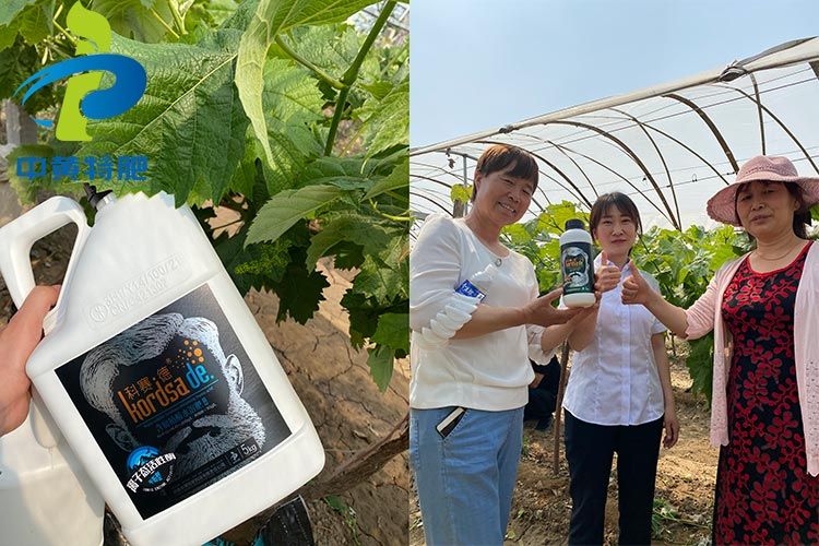 祝贺河南台湾宾果28特肥在灵宝县葡萄基地举行观摩会乐成！