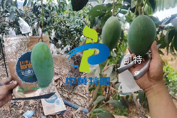 云南芒果施用河南台湾宾果28特肥厂家化肥效果