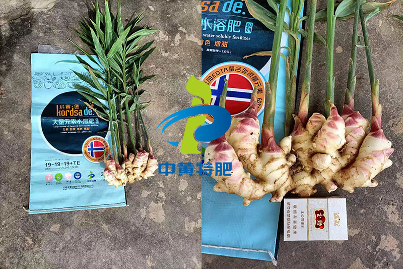 科赛德水溶肥大姜使用反响图